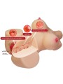 CRAZY BULL EMMA TORSO FEMENINO REALISTA VAGINA Y ANAL 48 KG