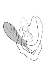ROMP REVERB ESTIMULADOR PUNTO G Y SUCCIONADOR DE CLITORIS LILA