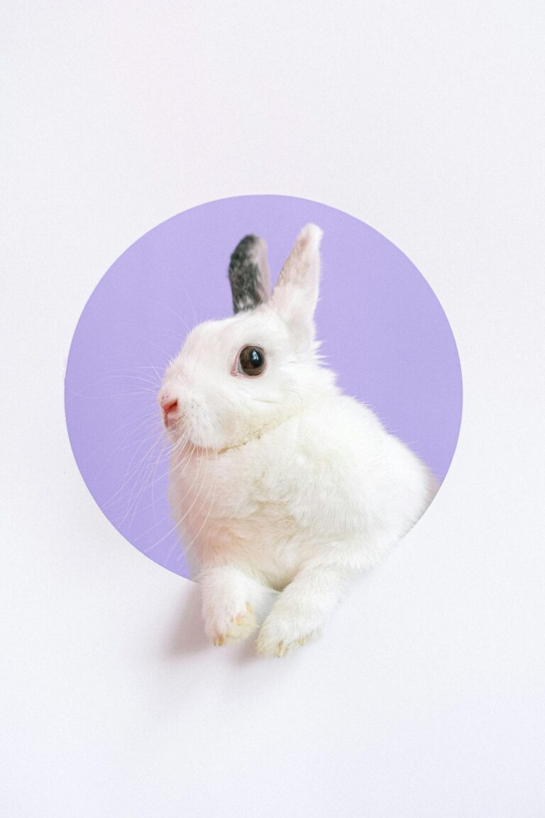 Vibradores Rabbit: El secreto del orgasmo dual
