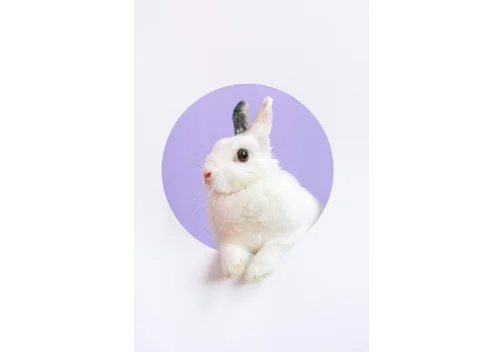 Vibradores Rabbit: El secreto del orgasmo dual