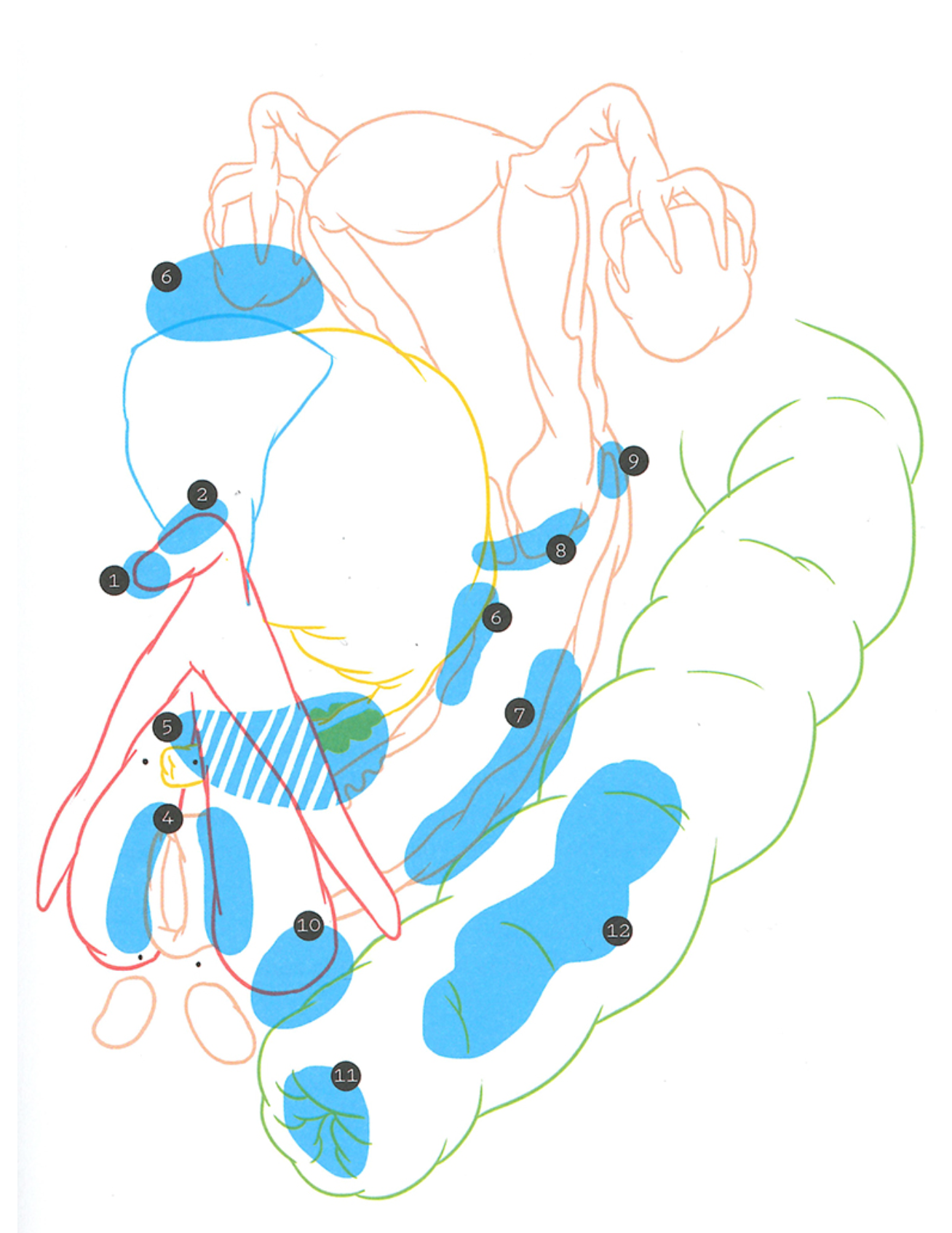 12 puntos erógenos de la vagina